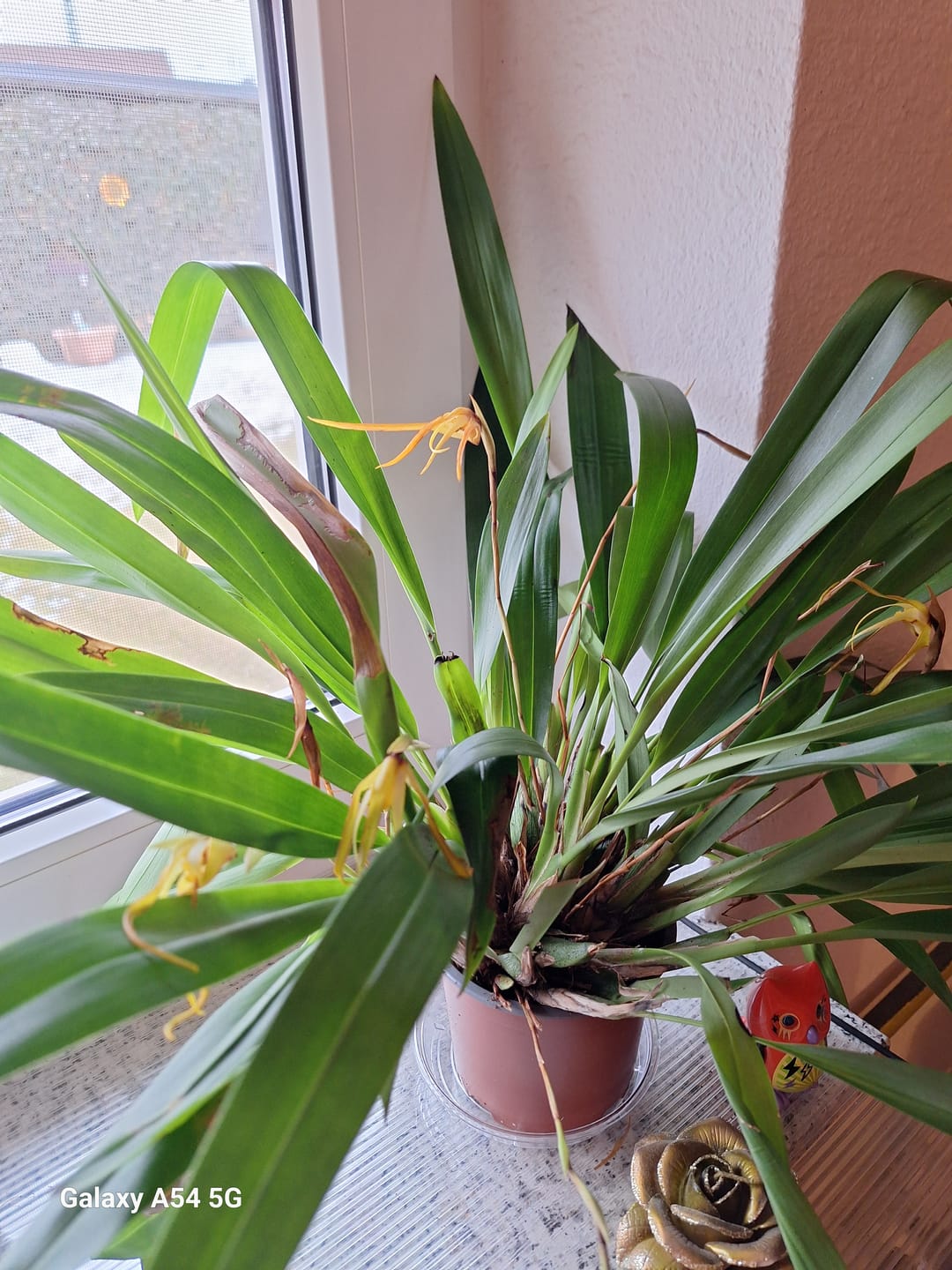 Customer photo review of Maxillaria bradei Hybride im 12cm Topf mit gelben Blüten und 10+ Blüten