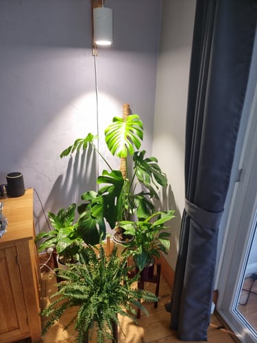 Customer photo review of Claria Grow Light x2 Pack Bundle