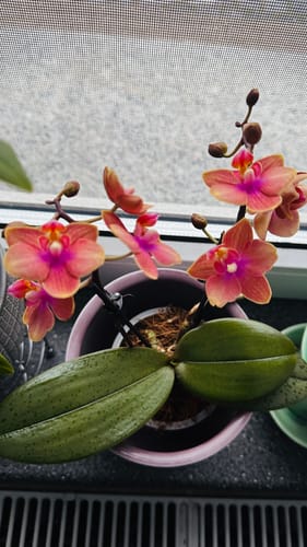 Rezensent zeigt die Duftorchidee Dusty Belle mit orange-roten Blüten und gepunktetem Laub.