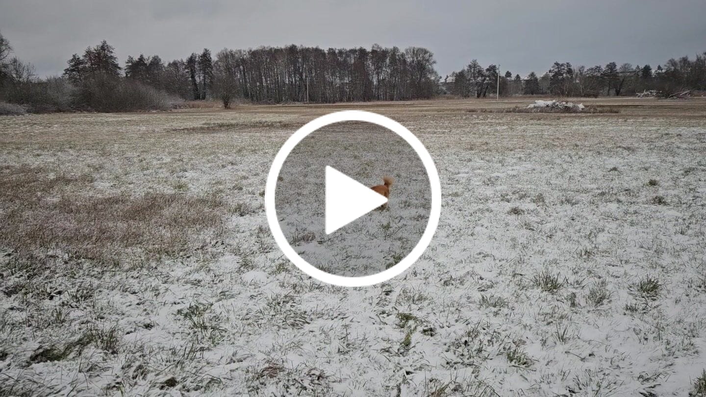 Customer video review of Allergietest Basic Hund