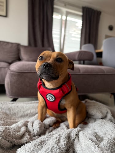Customer photo review of Comfort Premium Harness | Non Restrictive - Red
