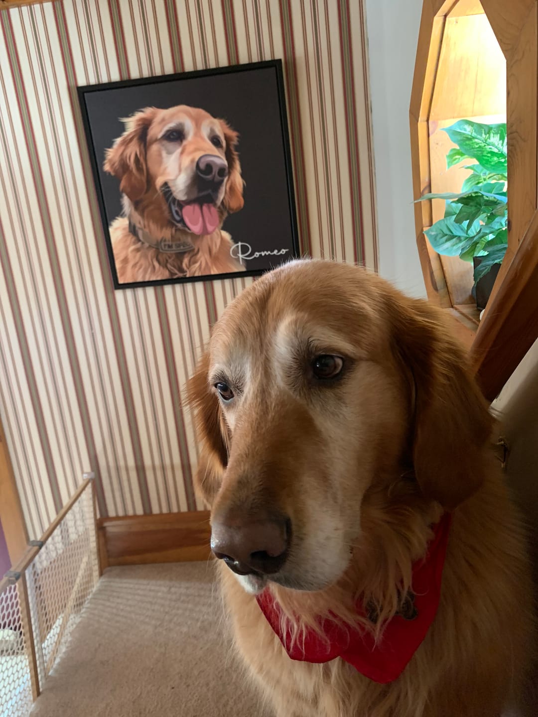 Customer photo review of Pet Art Canvas Wrap