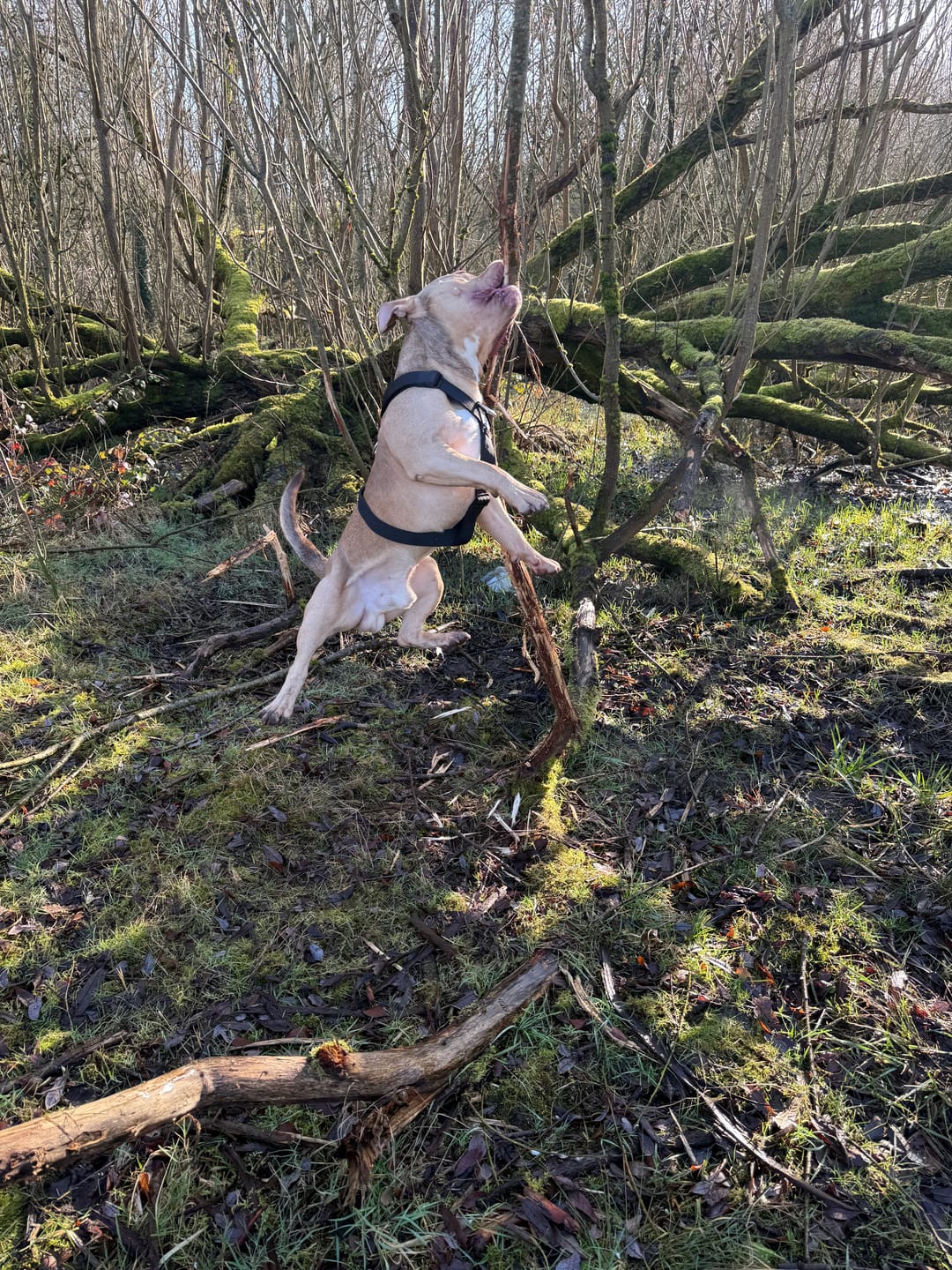 Customer photo review of Training Anti Pull TRI-Harness® | M-XL Breeds - Black