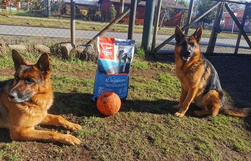 Customer photo review of ORIJEN Original Dog|Perro Original 10,6 Kg