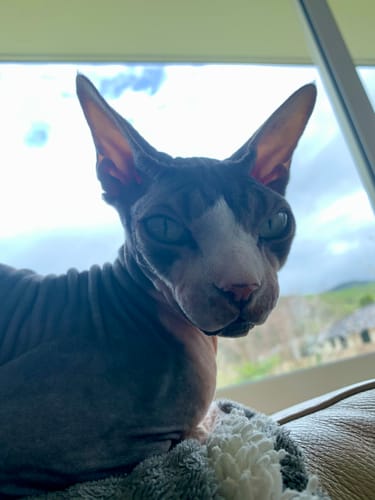 Customer photo review of Fit Litter