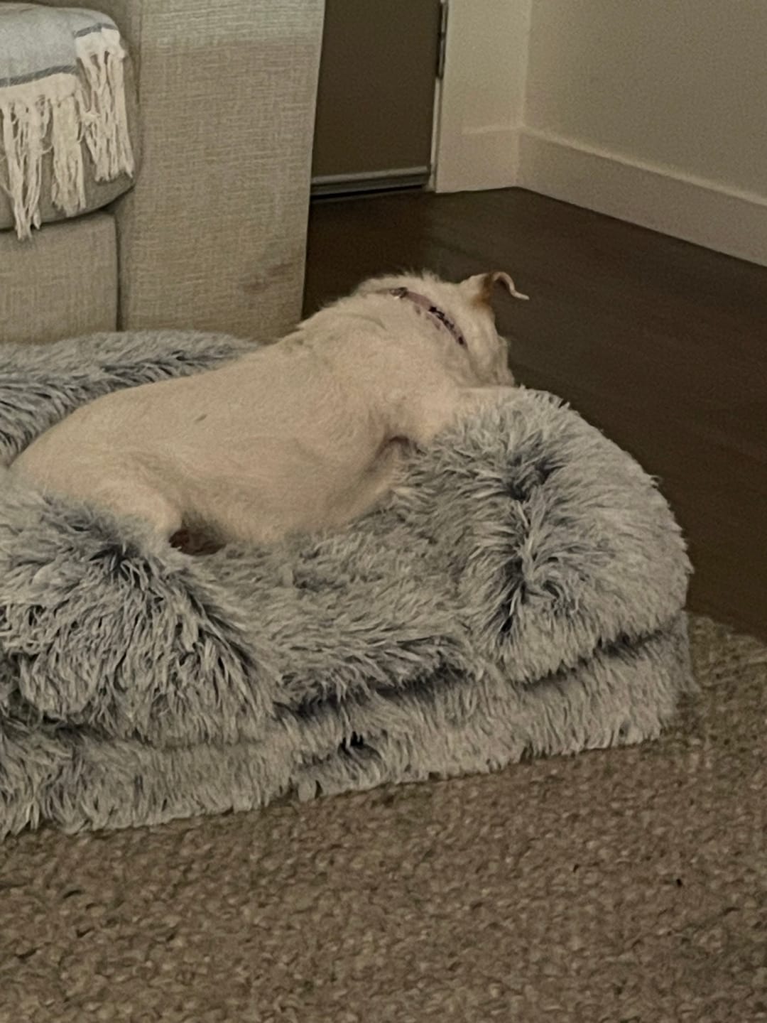 Customer photo review of Pet Orthopaedic Bed