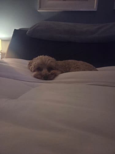 Customer photo review of MarshMellow Comforter