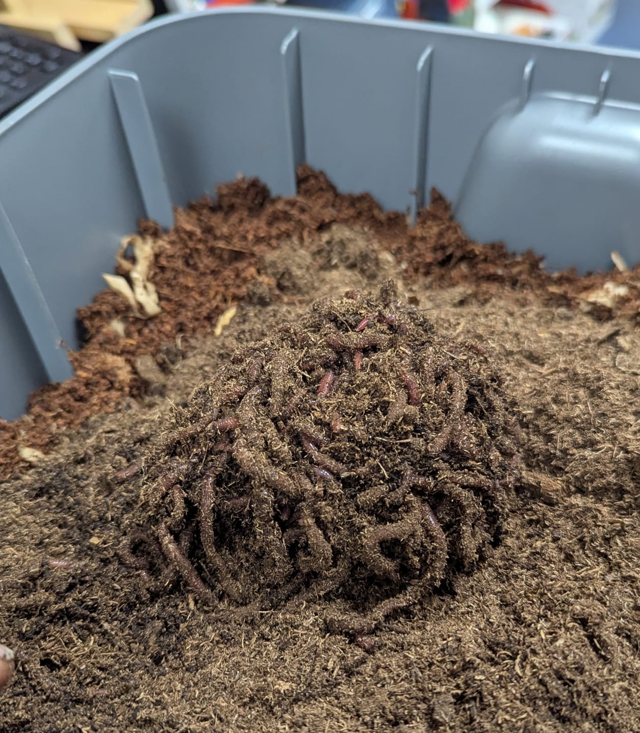 Customer photo review of Red Wigglers Composting Worms