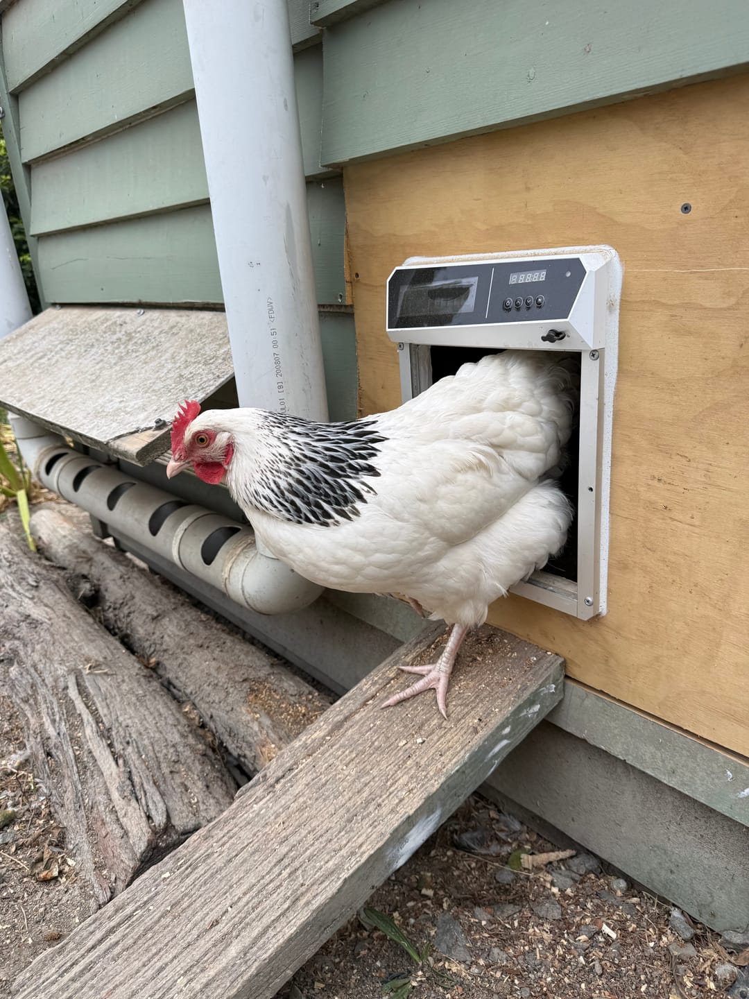 Customer photo review of Solar Powered Automatic Chicken Coop Door with APP Control