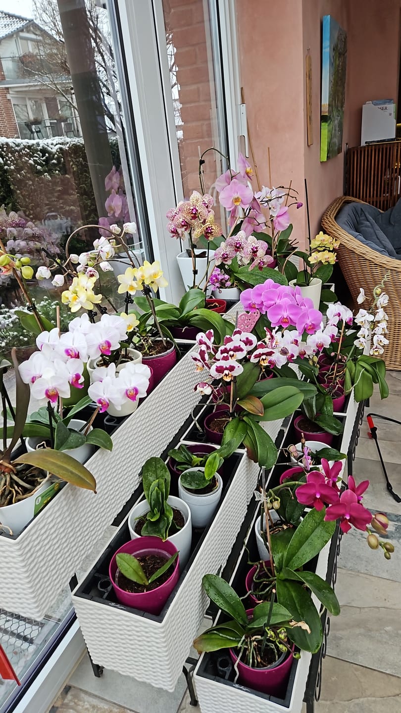 Customer photo review of Table Dance Lima mit gelb-gestreiften Blüten und 2 Rispen