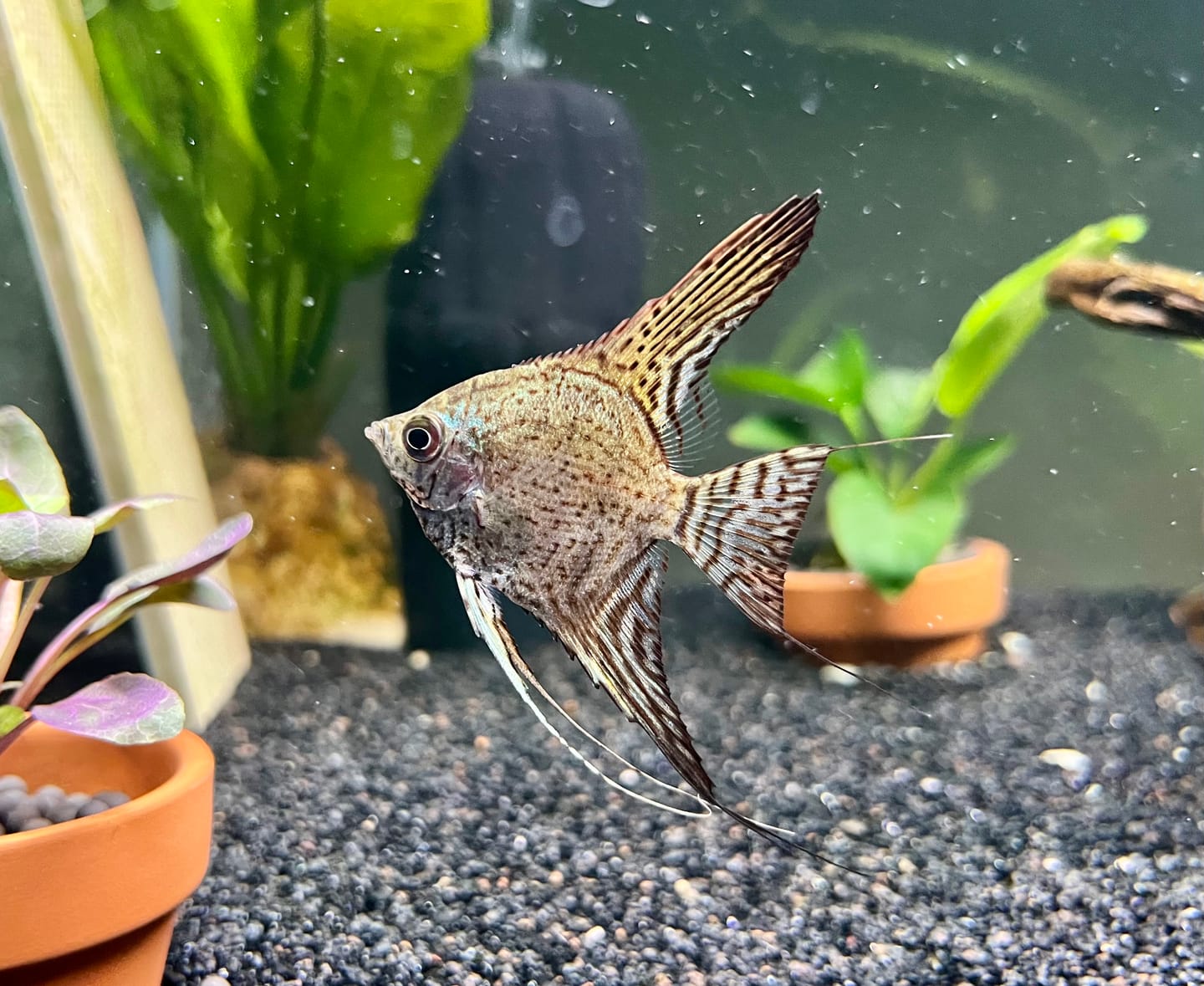Customer photo review of Leopard Angelfish