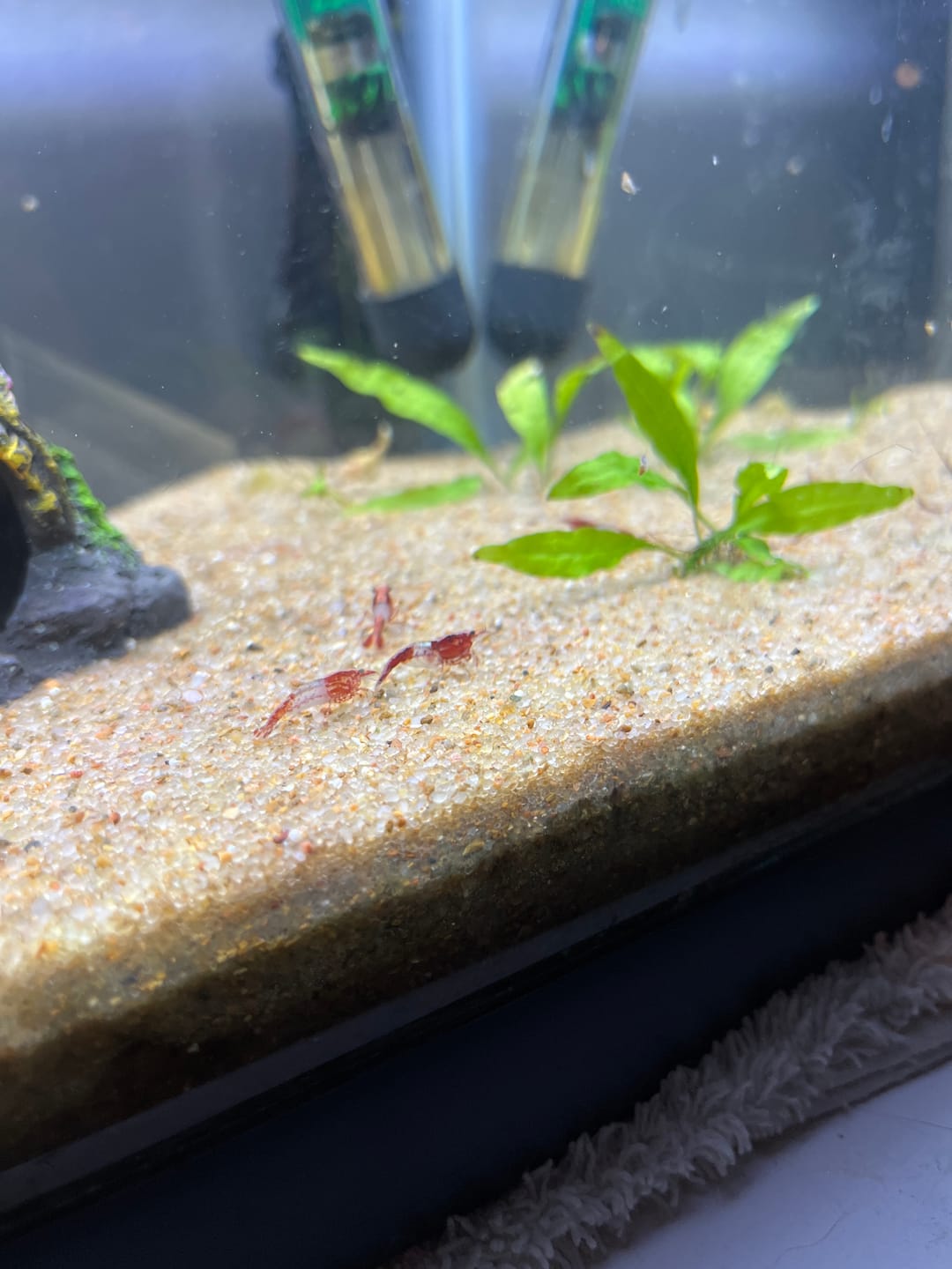 Customer photo review of Red Rili Shrimp