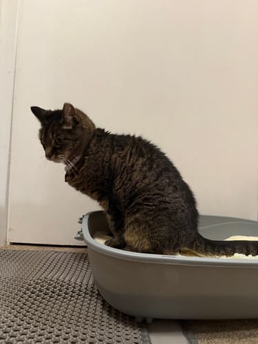 Customer photo review of 1 Month Supply – 1 Cat