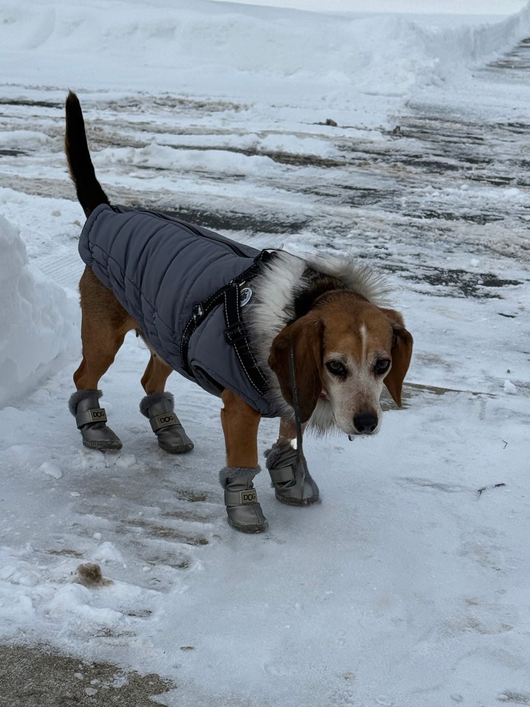 Customer photo review of Stylish Winter Dog Boots