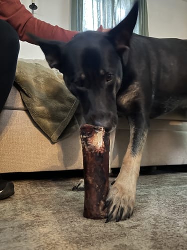 Customer's black and tan dog chewing on a large Smoked Beef Marrow Bone on the floor.