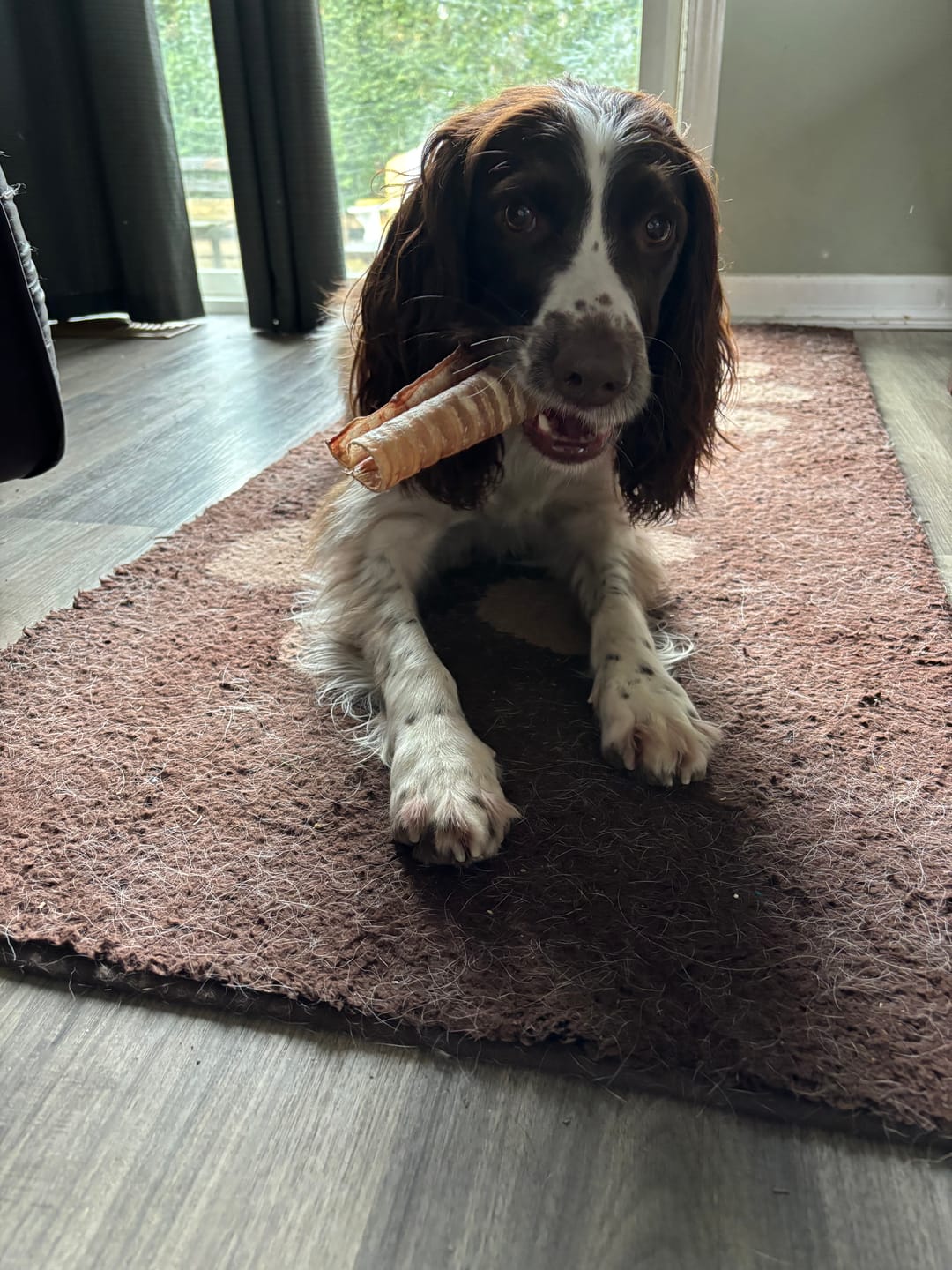 Customer photo review of 6 Inch Beef Trachea