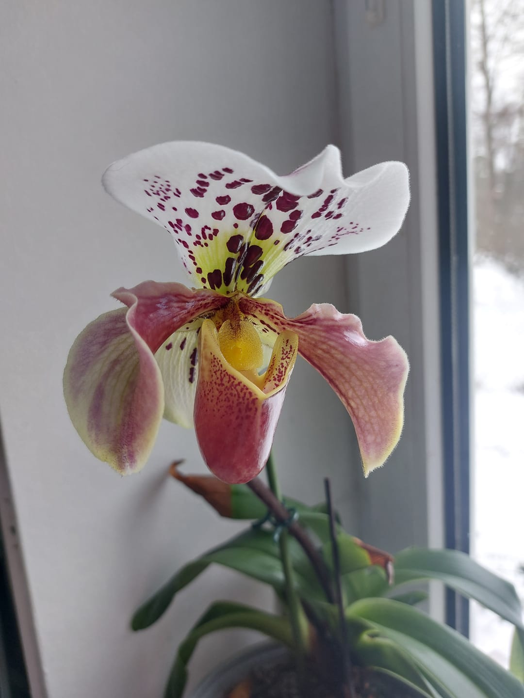 Customer photo review of Maxillaria bradei Hybride im 12cm Topf mit gelben Blüten und 10+ Blüten