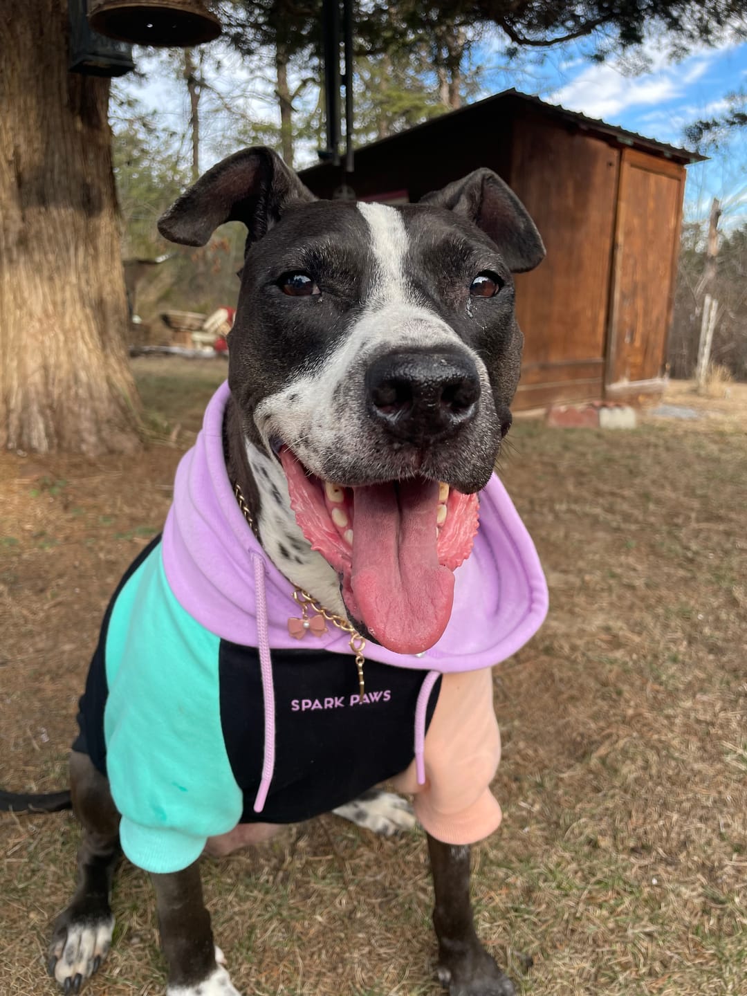 Customer photo review of Cyber Punk Dog Hoodie