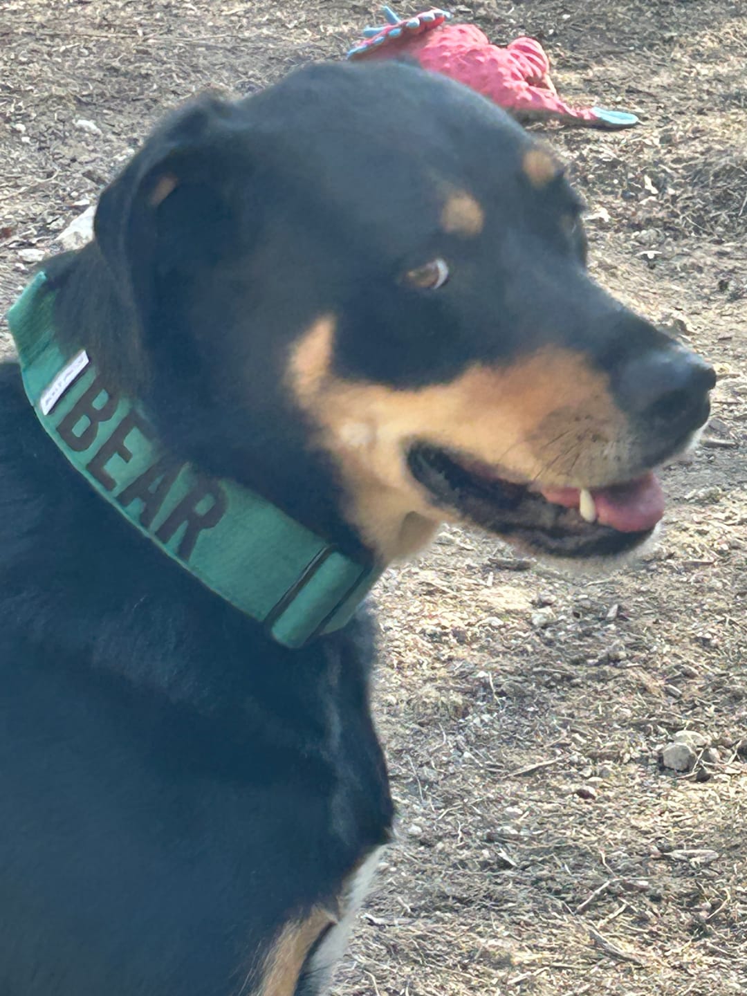 Customer photo review of Green Bully Proof Collar
