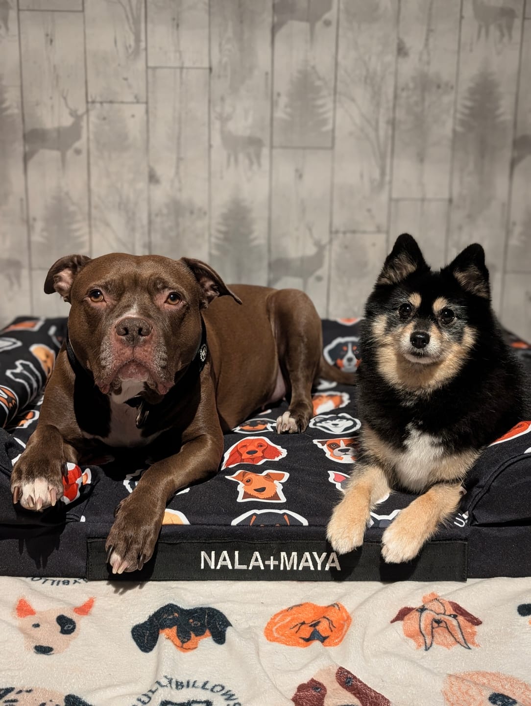 Customer photo review of Luxury Dog Bed - Black Edition | Add your dogs name