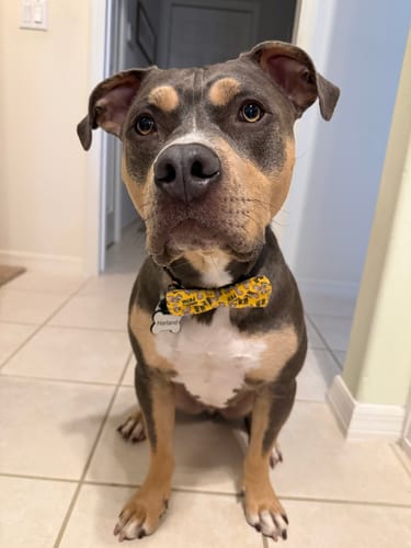 Customer photo review of Squirrel Patrol Bow for Dog Collar or Cat Collar