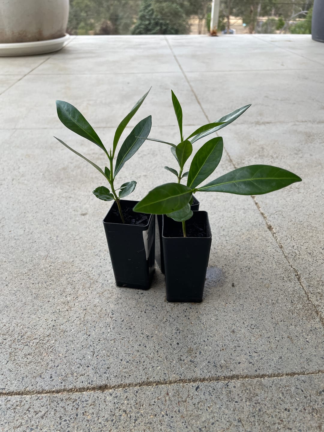 Customer photo review of Native Gardenia - Randia fitzalanii