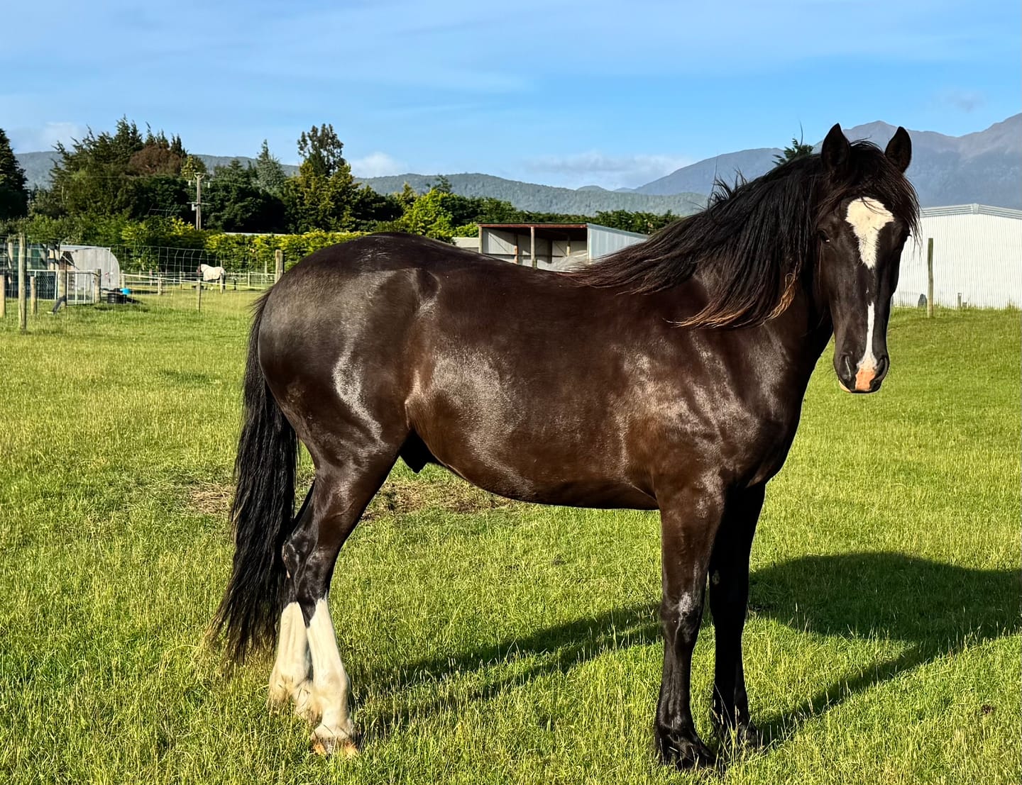 Customer photo review of Digestive EQ