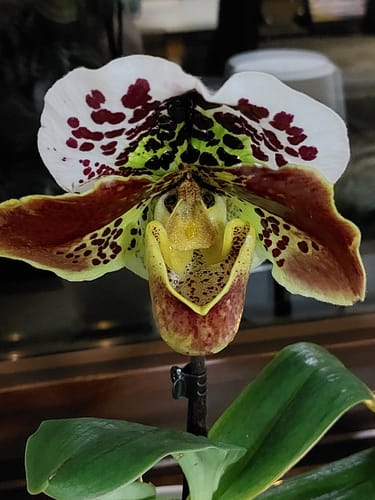 Rezensent zeigt eine Nahaufnahme der gefleckten, mehrfarbigen Blüte der Frauenschuh-Orchidee.