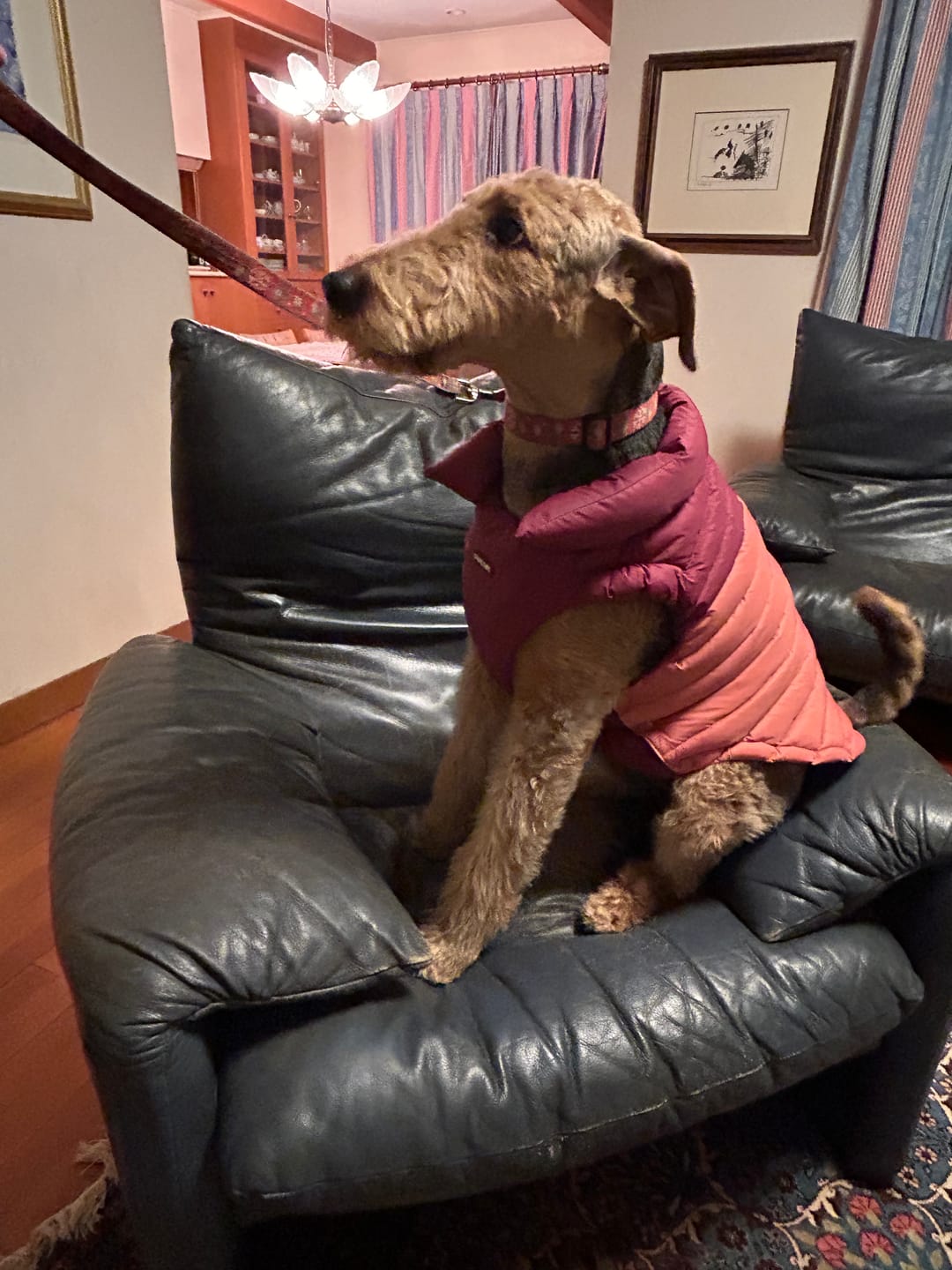 Customer photo review of PuffShield Winter Jacket - Red