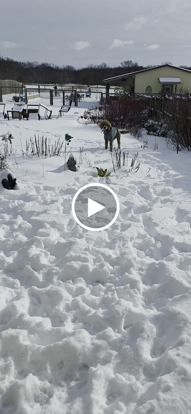 Customer video review of Essential Dog Hoodie - Teal