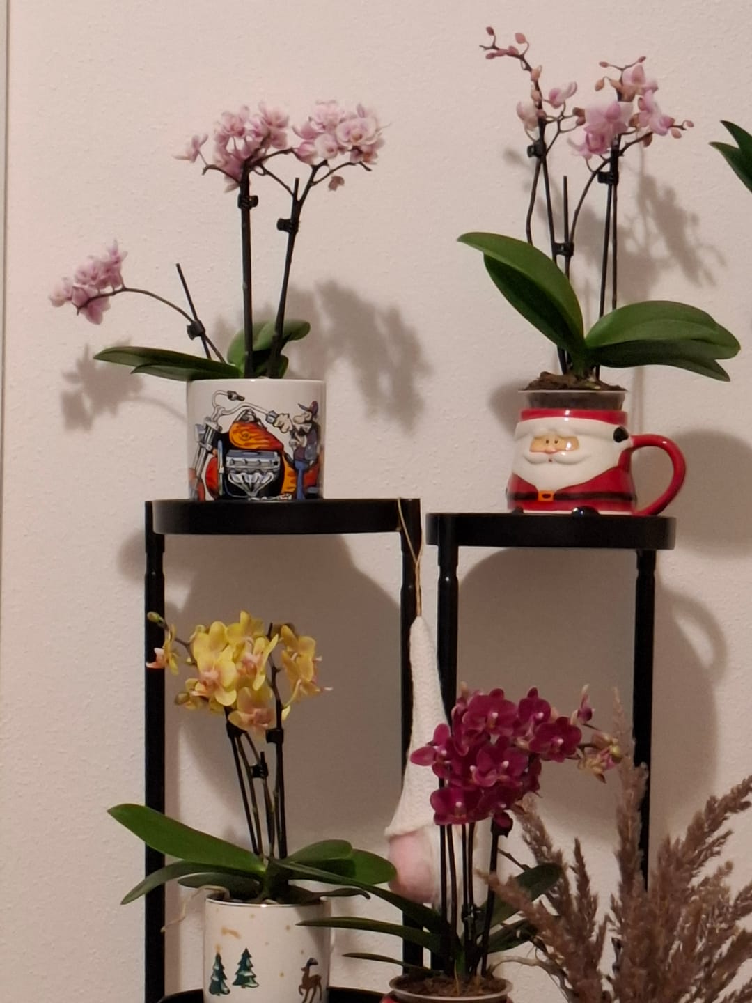 Customer photo review of Table Dance Farbmix im 3er Set mit 3 Rispen