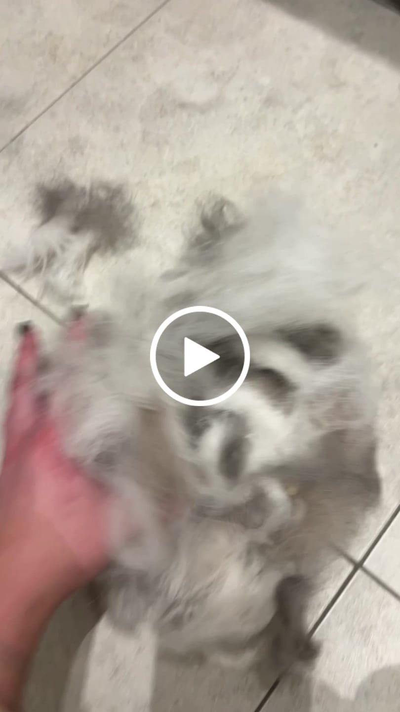 Customer video review of Sticker Gatto
