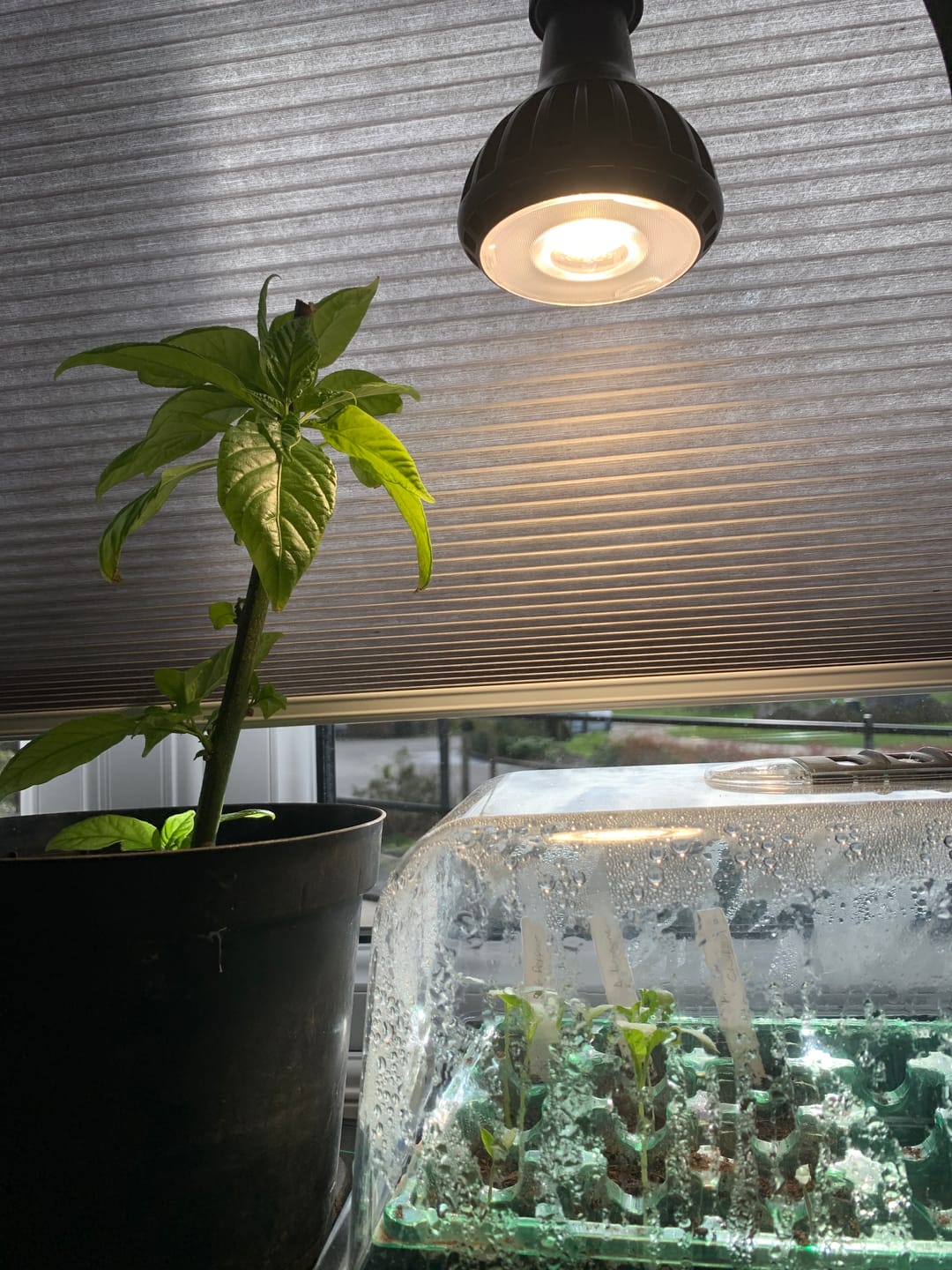 Customer photo review of Pianta Grow Light and Stelo Clip-On Bulb Holder Bundle