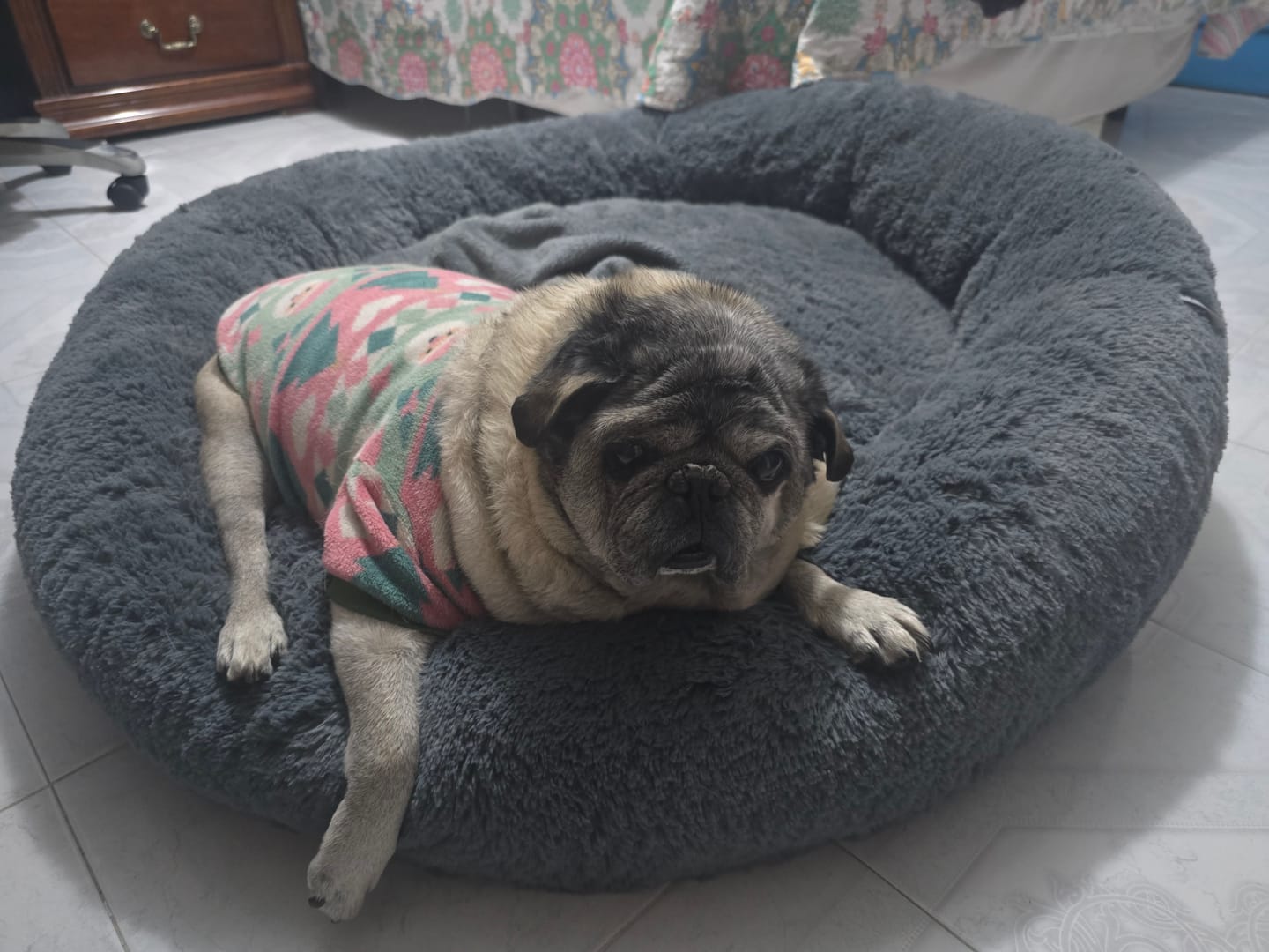 Customer photo review of Manta Relajante para Mascotas