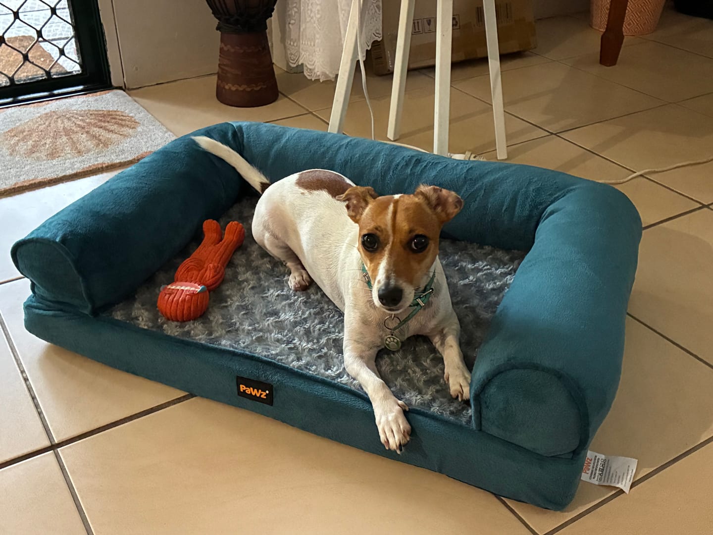 Customer photo review of Pet Sofa Bed