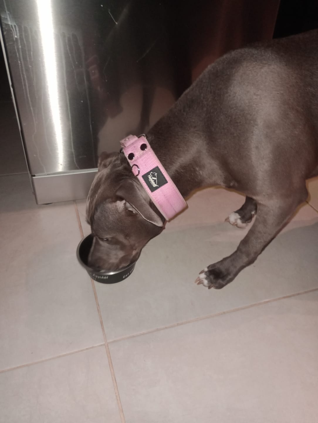 Customer photo review of Szeroka obroża półzaciskowa - Martingale Baby Pink