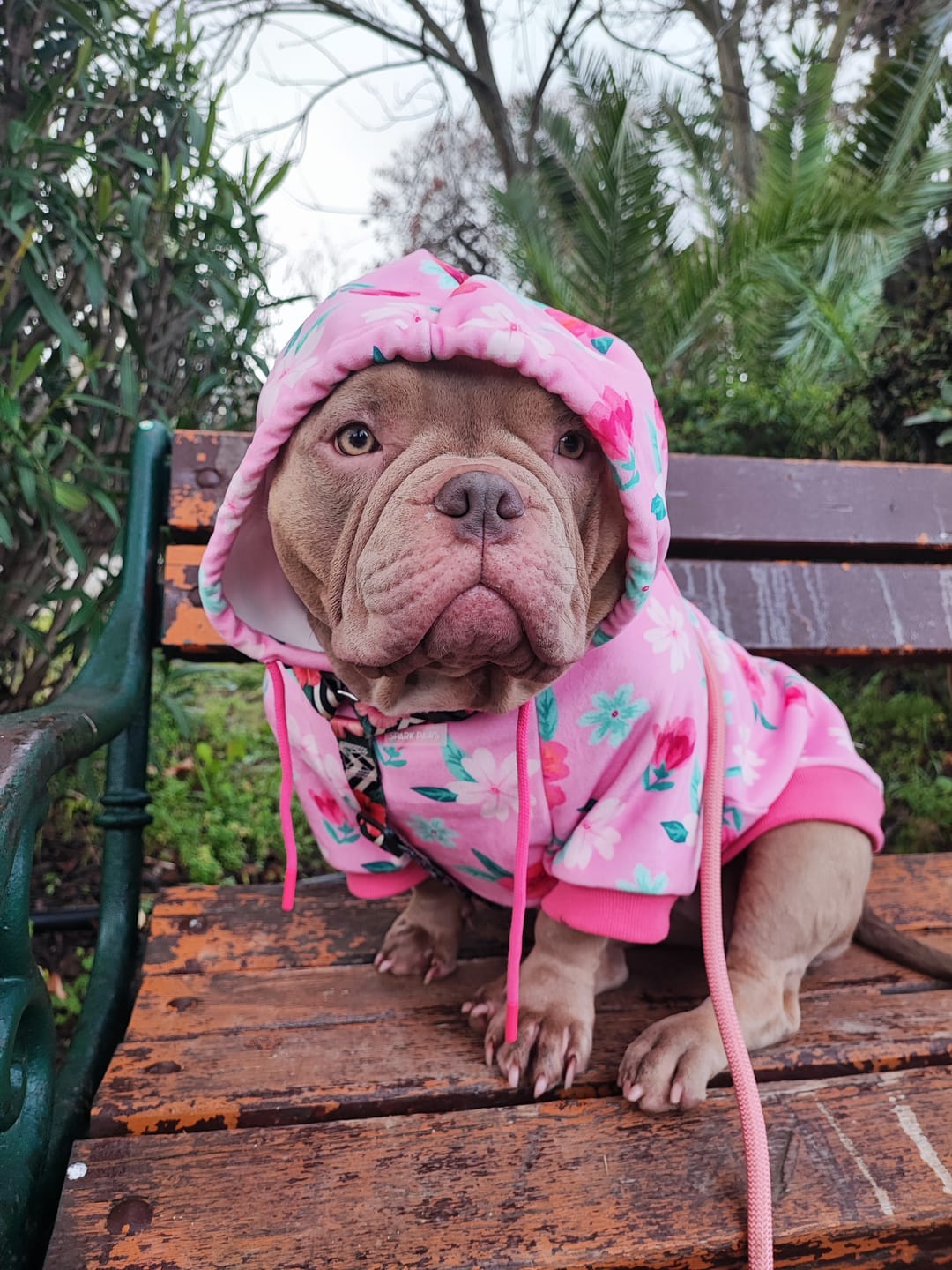 Customer photo review of Blossom Dog Hoodie - Pink