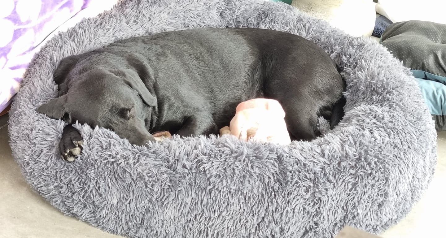 Customer photo review of Brooklyn® Deep Sleep Pet Bed