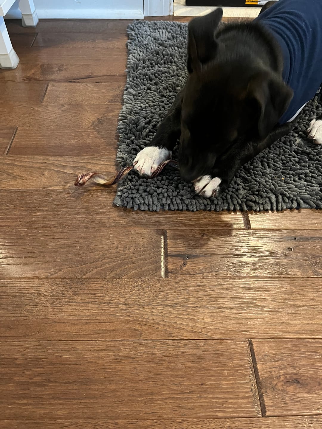 Customer photo review of 10-12 Inch Bully Springs