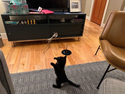 Customer photo review of Interactive Bird Simulation Cat Toy Hybrid Bundle