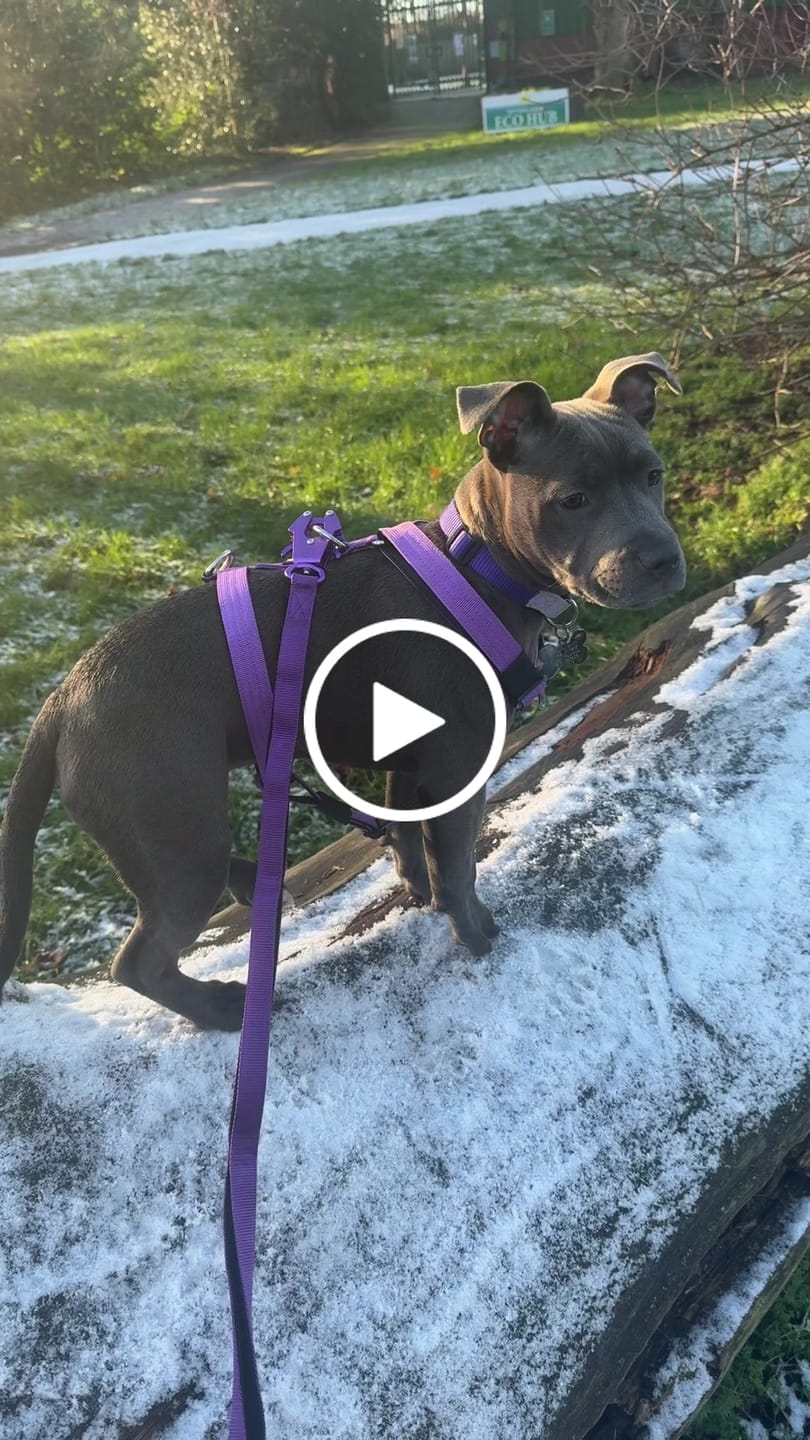 Customer video review of Ladder Combat® Multiple Handles Lead - Purple