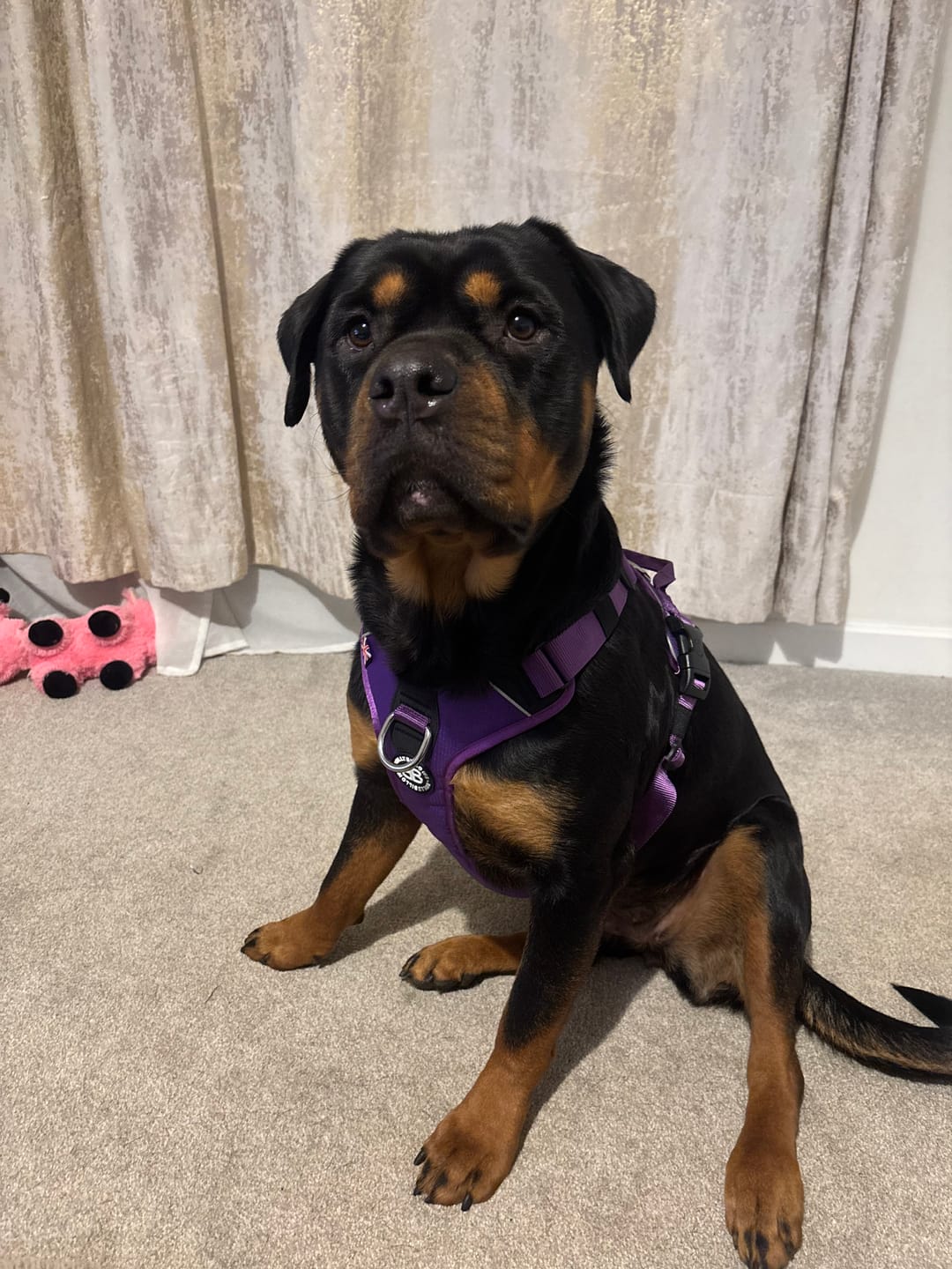 Customer photo review of Anti Pull Hurricane Harness Lighter | With Handle - Purple