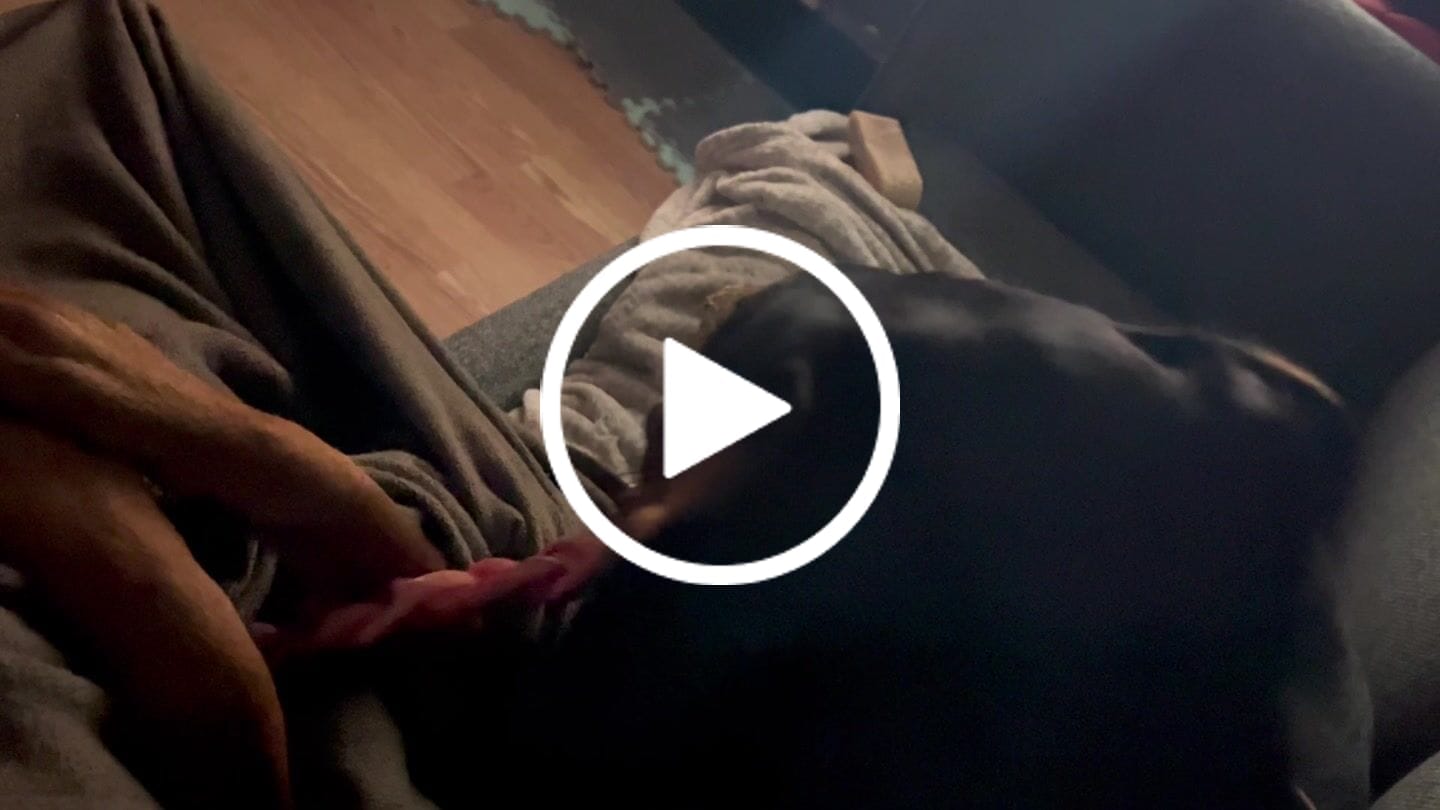 Customer video review of 12 Inch Jumbo Braided Bully Stick