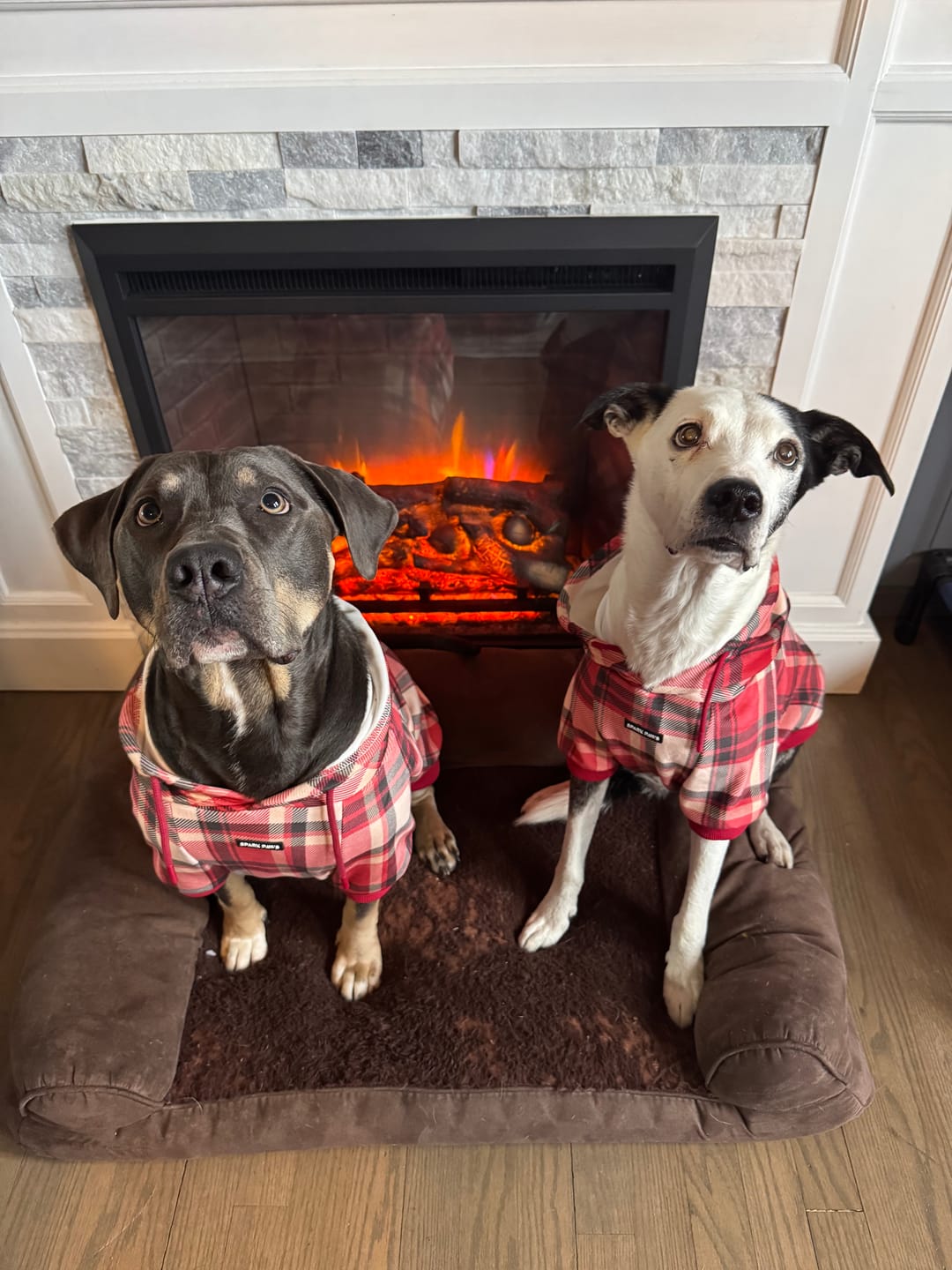 Customer photo review of Red Plaid Dog Hoodie
