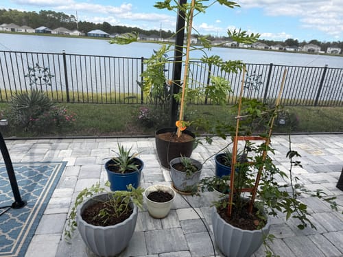 Customer's collection of various potted plants on a stone patio by a lake.