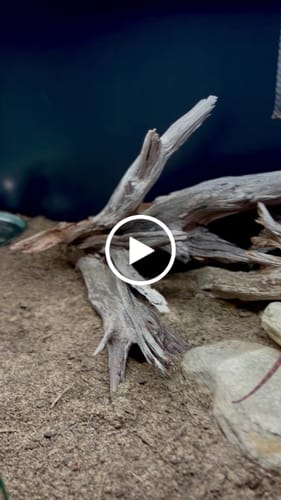 Customer video review of 120 Gallon Bearded Dragon Enclosure 4x2x2
