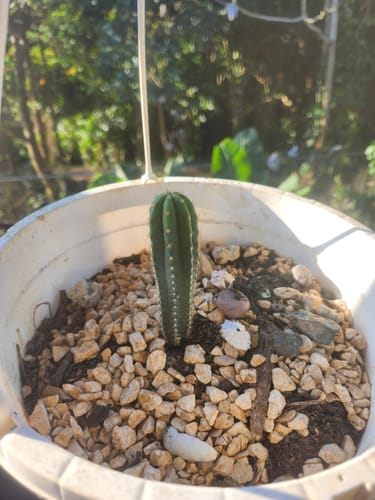 Customer photo review of San Pedro Cactus | Trichocereus (Echinopsis) Pachanoi