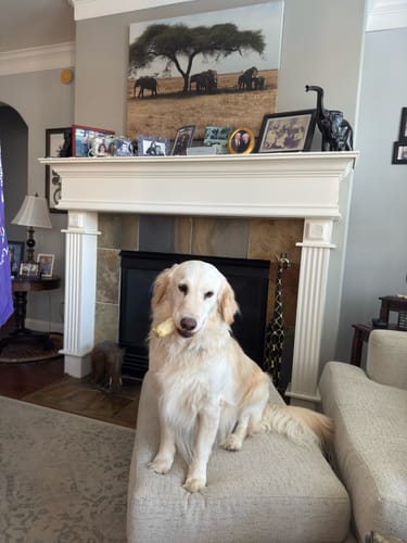 Customer's fluffy golden retriever sitting on an ottoman with a 6 Inch Collagen Stick in its mouth.