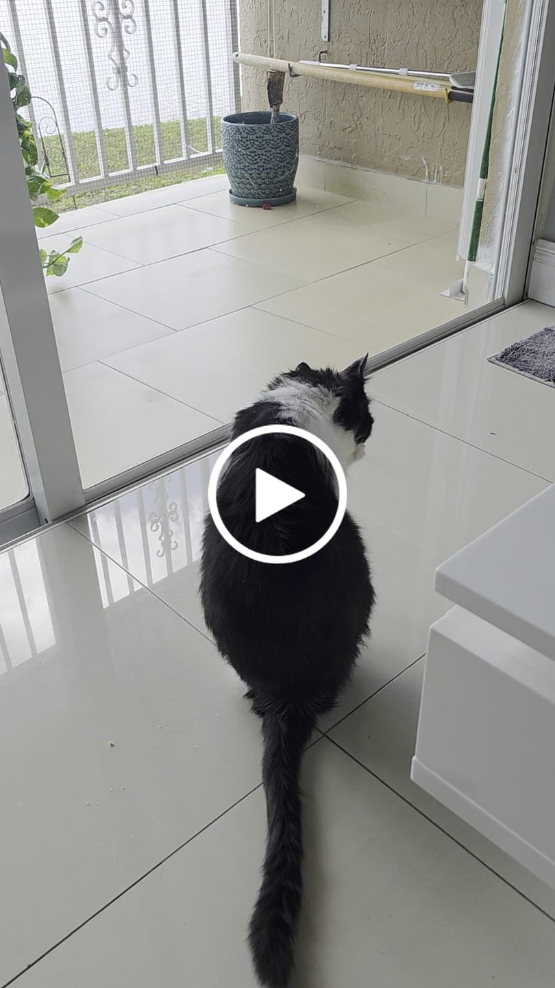 Customer video review of 1x Blisso Advanced Cat Probiotic