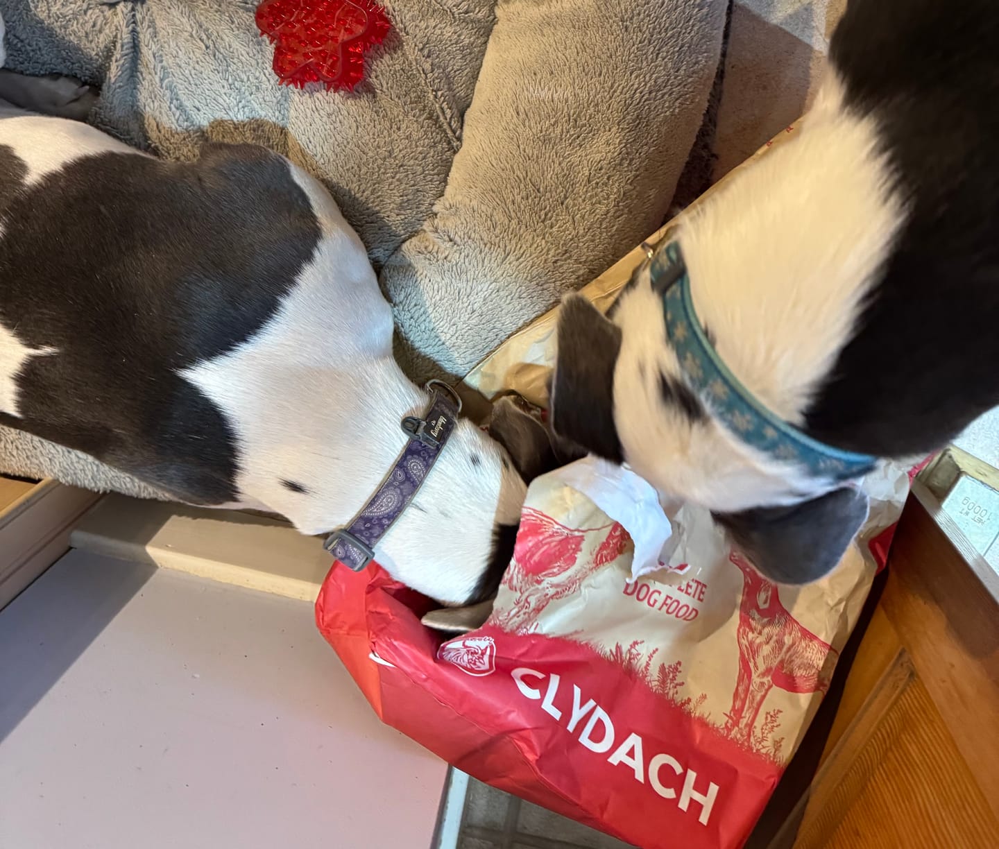Customer photo review of Scottish Salmon Dry Food